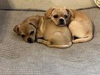 Eevee Pug Puppy Female