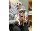 Khloe Chihuahua Adult Female