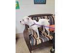 Wednesday Boxer Puppy Female
