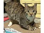 Minna Tabby Kitten Female
