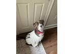 Howard American Pit Bull Terrier Young Male