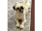 Isabella Shih Tzu Young Female