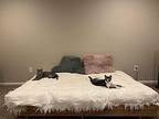 Kimmie Domestic Shorthair Kitten Female