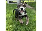 Adopt Sean a Mixed Breed