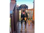 Riggins Doberman Pinscher Adult Male