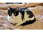 PRINCESS SPOTIFY-FOSTER NEEDED Domestic Shorthair Kitten Female