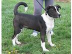 Jax Collie Young Male