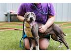 Sasha American Staffordshire Terrier Senior Female