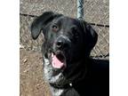 Adopt Odie a Labrador Retriever, Cattle Dog