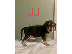 JJ Coonhound Puppy Male