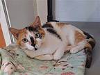 Gertrude Domestic Shorthair Kitten Female