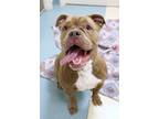 Honey American Bulldog Adult Female