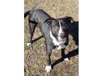 Emely Boxer Adult Female