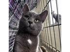Adopt Mr. Slate a Domestic Short Hair