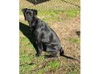Lady Labrador Retriever Puppy Female