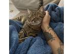Adopt Aadi a Domestic Short Hair