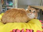 Oscar Norwegian Forest Cat Senior Male