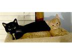 Thin Mint Domestic Shorthair Kitten Male
