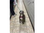 Bruno American Pit Bull Terrier Adult Male