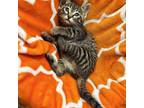 Mike Tyson Domestic Shorthair Kitten Female