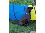 Zeke Labrador Retriever Puppy Male