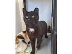 Ceasar Domestic Shorthair Young Male
