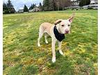 Benelli Houston Labrador Retriever Adult Male
