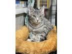 Buster Domestic Shorthair Kitten Male