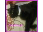 SHALIMAR Domestic Shorthair Kitten Female