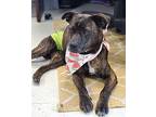 Trapper Patterdale Terrier (Fell Terrier) Adult Male