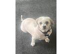 Bell Shih Tzu Adult Female