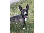 Herbie Husky Adult Male