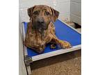Rocky (Photos 3/21/2024) Plott Hound Adult Male