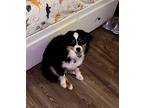 Saint Australian Shepherd Young Male
