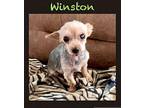 Winston Yorkie, Yorkshire Terrier Senior Male