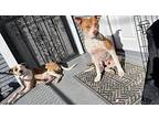 Tina Vermicelli Everyones Sweetheart Labrador Retriever Adult Female