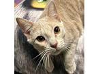Mackey Domestic Shorthair Kitten Male