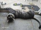 Ryder Tabby Young Male