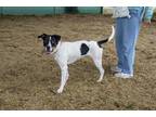 Heidi (Cocoa Adoption Center) Pointer Adult Female