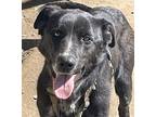 KIKO *URGENT* Labrador Retriever Young Male