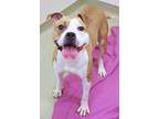 Iceland American Pit Bull Terrier Adult Female