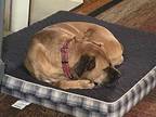 Sasha Boxer Adult Female