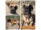 Hooch Bullmastiff Adult Male