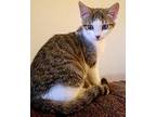 dove Domestic Shorthair Kitten Female
