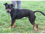 Savannah American Pit Bull Terrier Adult Female