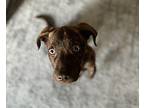 Asher Labrador Retriever Puppy Male
