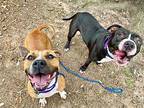 Molly Ann Little Angel American Pit Bull Terrier Adult Female