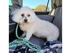Chiffon Bichon Frise Senior Female