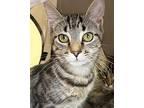 Sequoia Domestic Shorthair Kitten Female