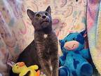 Grigio Russian Blue Young Male